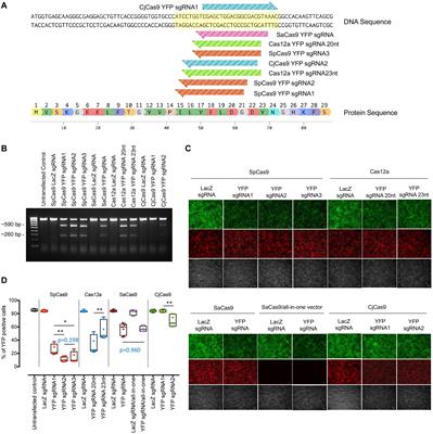 Comparison of CRISPR/Cas Endonucleases for in vivo Retinal Gene Editing